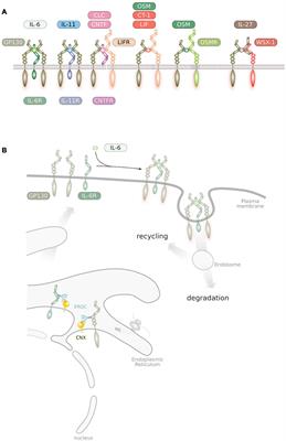 Endosomes as Signaling Platforms for IL-6 Family Cytokine Receptors